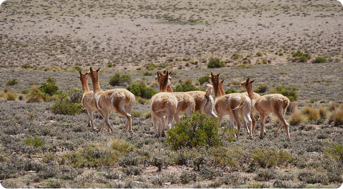 The Alpaca