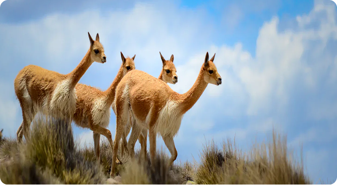 The Vicuña